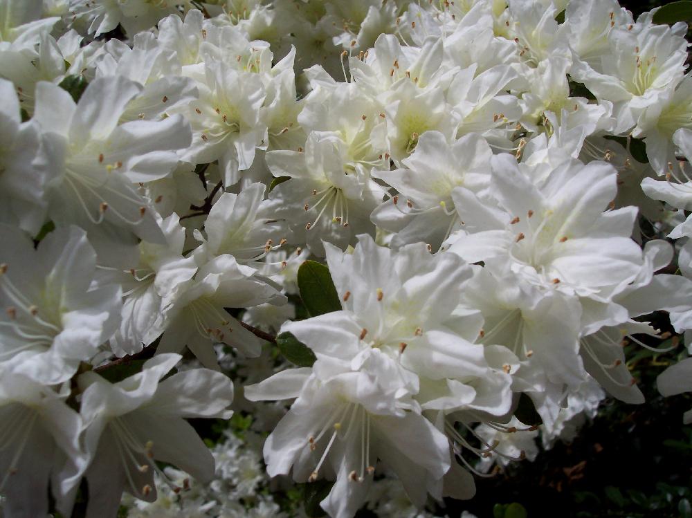 white azalea-closeup