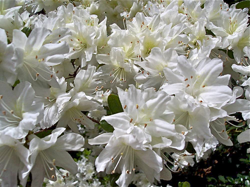 white azalea-closeup