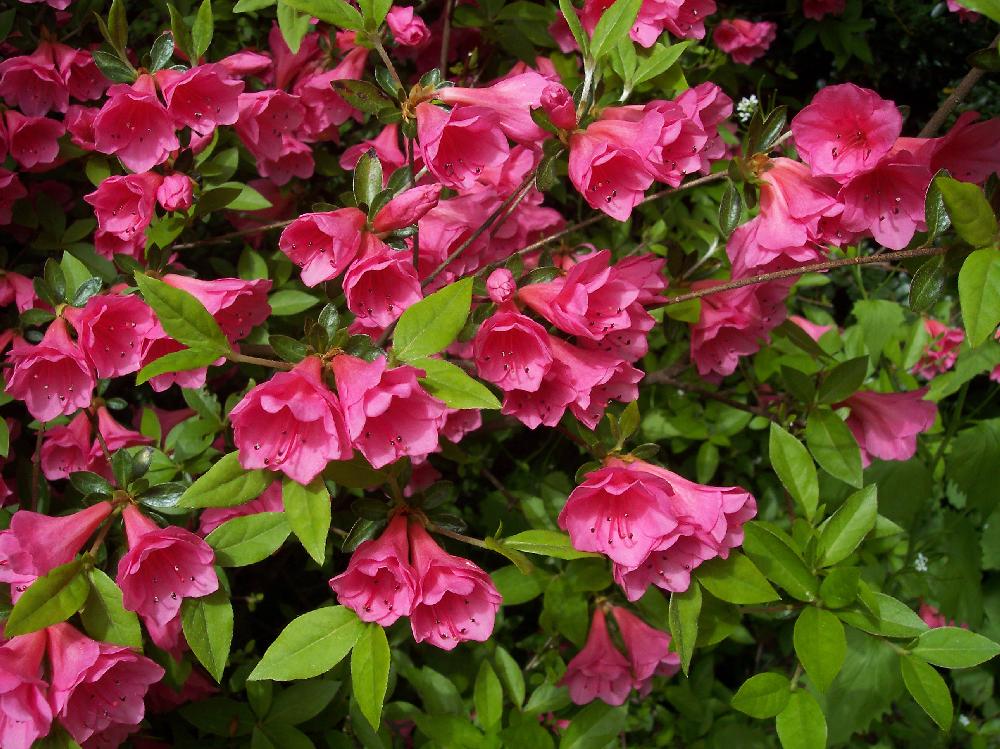 pink azalea