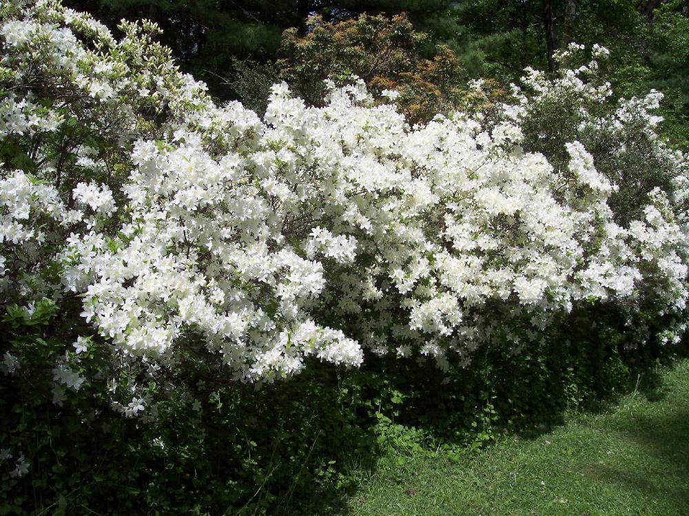 white azalea