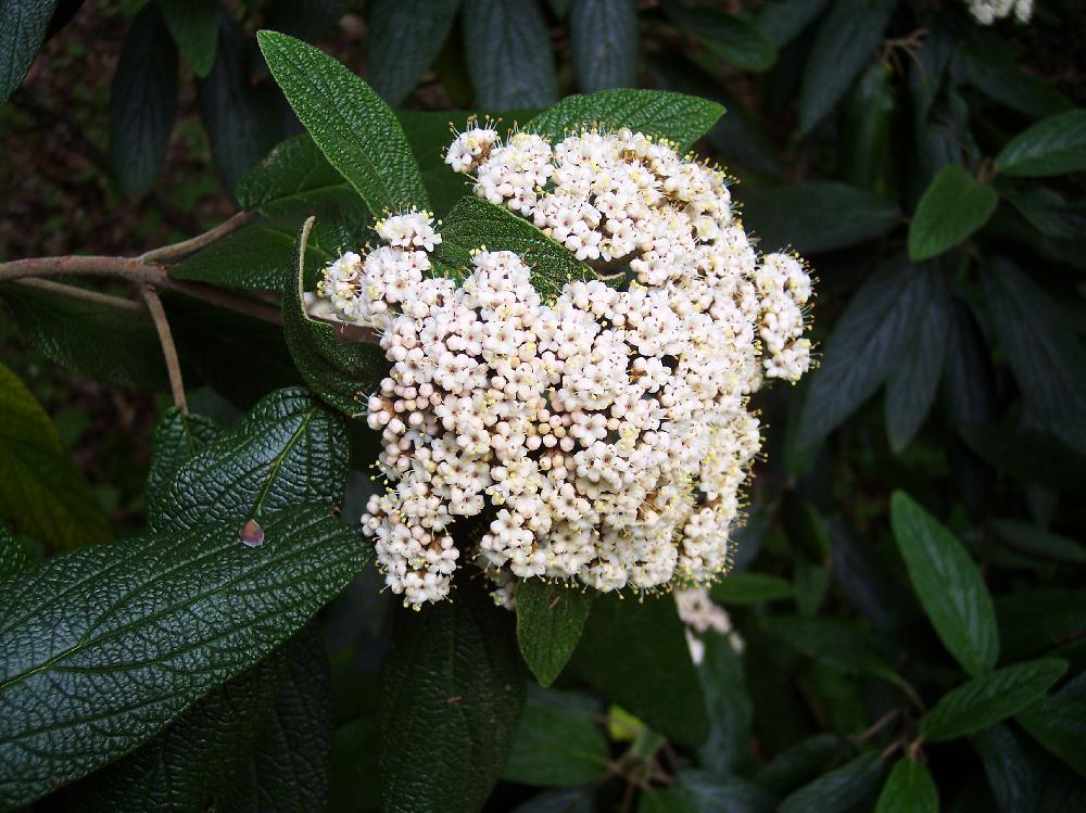 leather leaf hydrangea-close