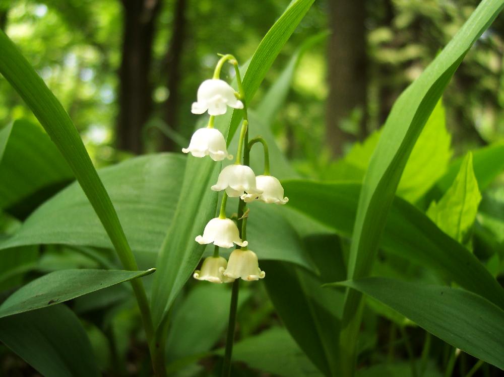 lilies of the valley-close