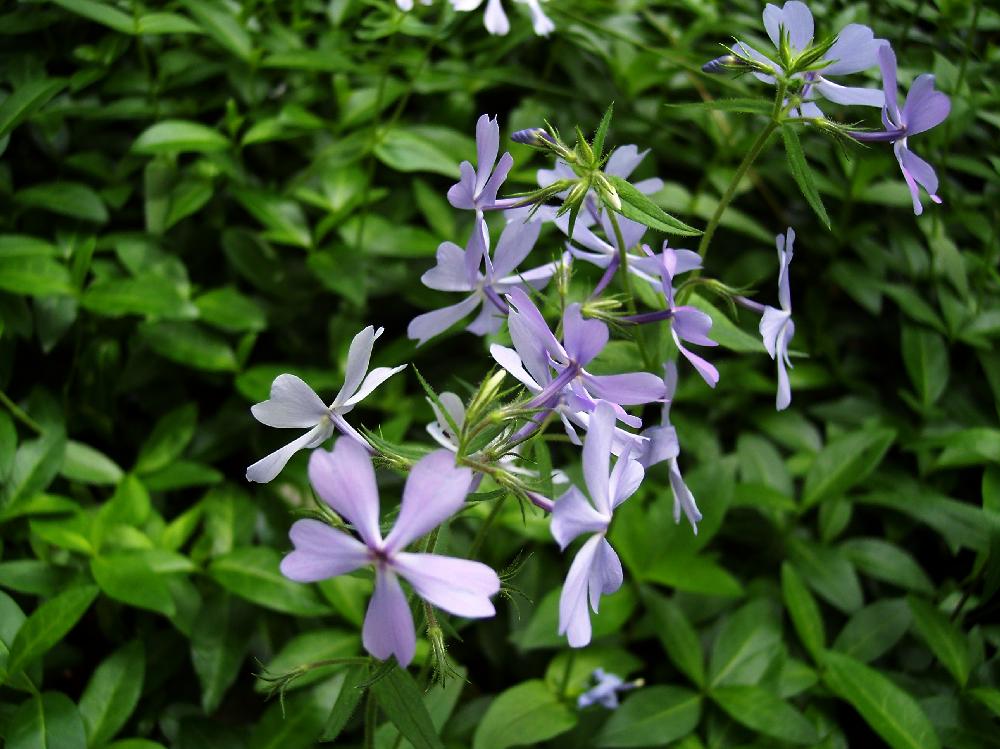 woodland

phlox