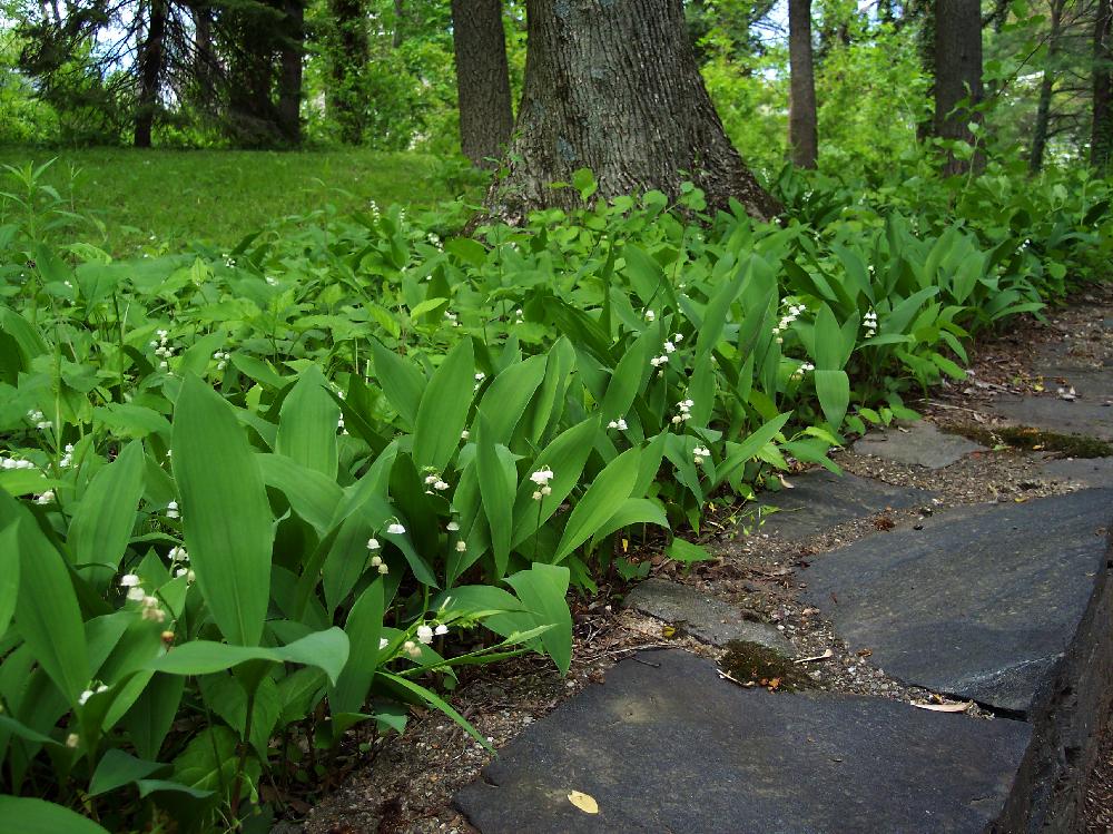 lilies of the

valley