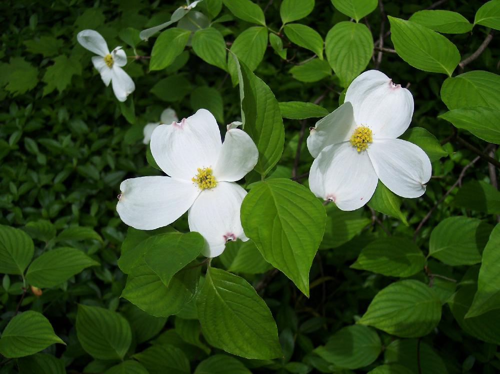 dogwood-close