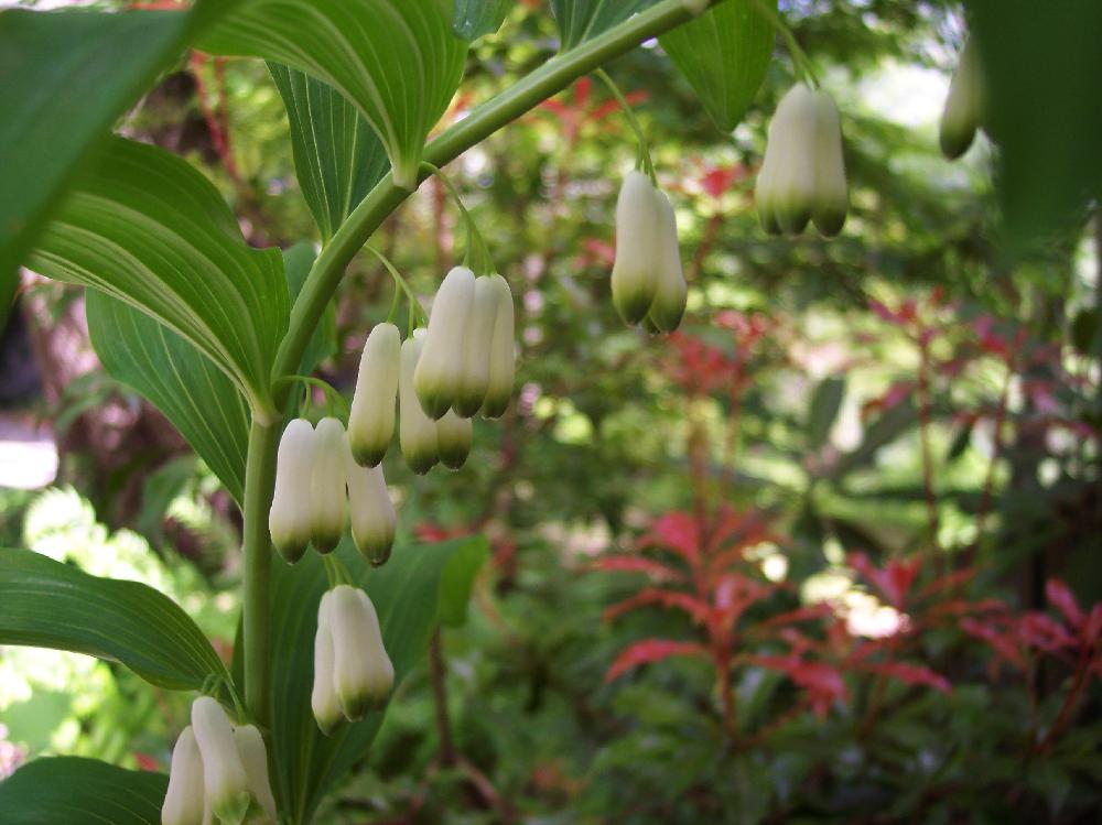 solomon's

seal-close