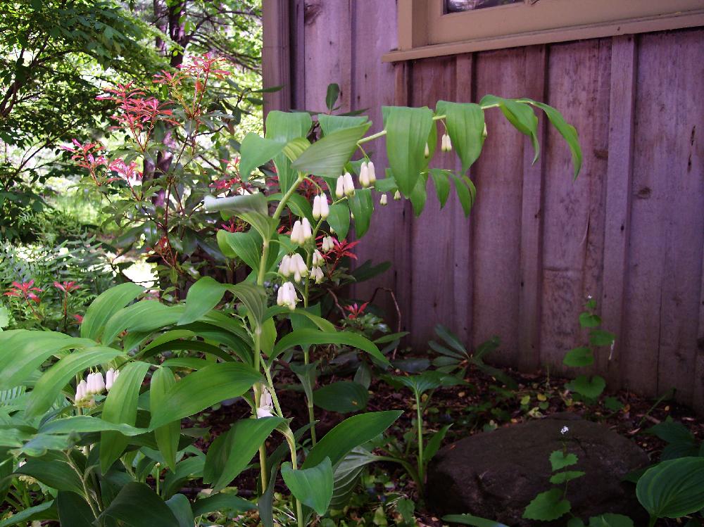 solomon's

seal