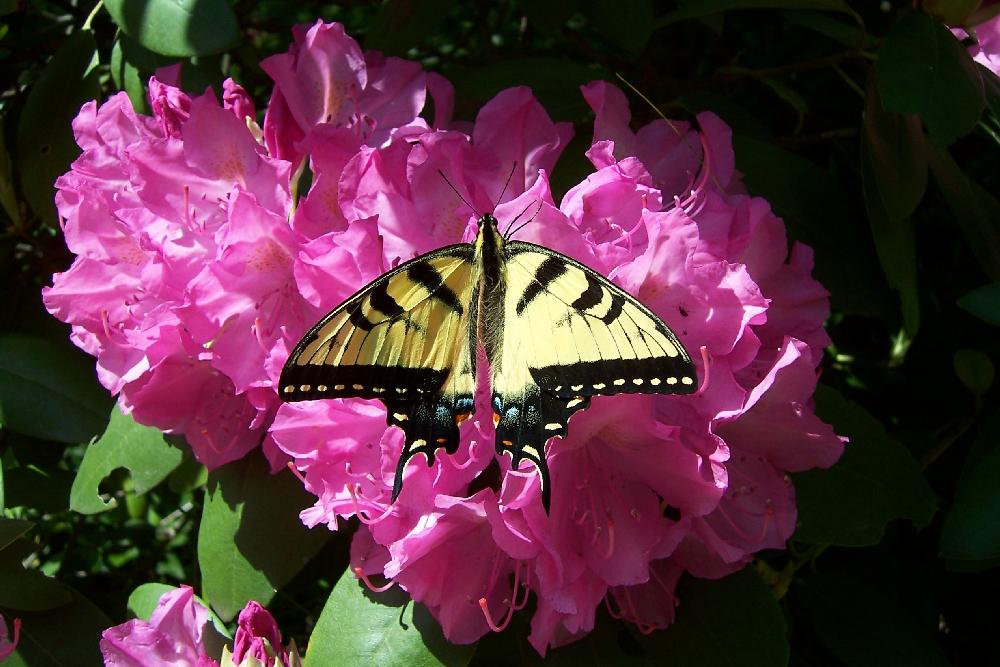 swallowtail-3